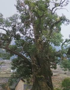 苦槠