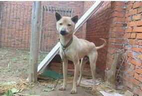 湖北箭毛猎犬