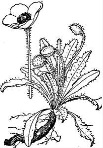 滇西绿绒蒿图册