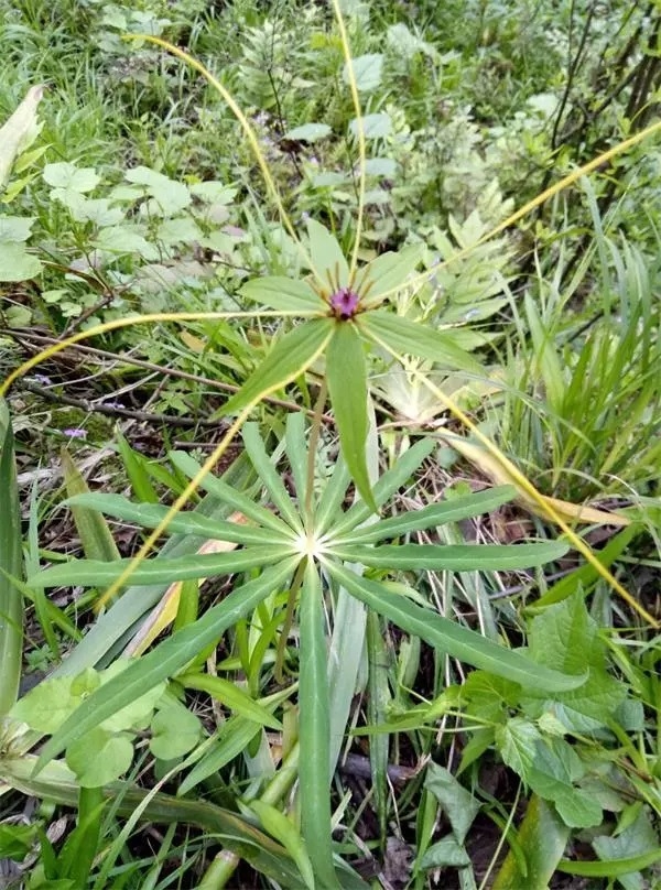 七叶一枝花