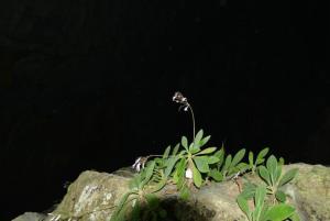 报春苣苔