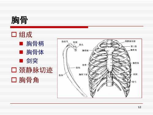 位置 劍突位於胸骨體的下端,上端與胸骨體