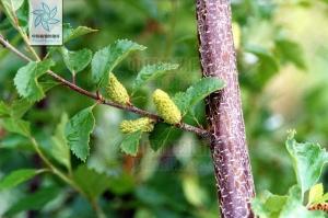 Betula microphylla Bunge