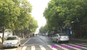 绿树成荫的新安街