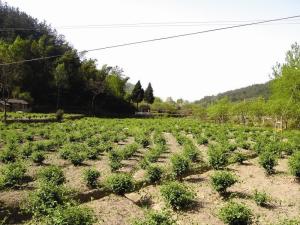 图2 罗田县金银花种植基地