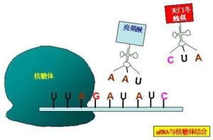 信使RNA - 搜狗百科