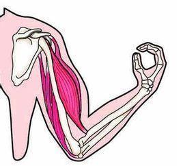 上臂肌肉有肱三頭肌,肱二頭肌,肱肌,三角肌,喙肱肌.