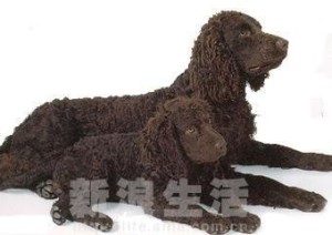 立耳犬和垂耳犬听力区别 300