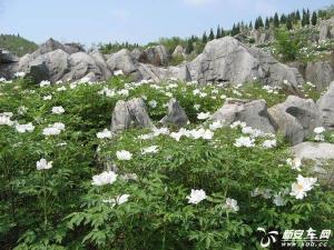 何湾镇图册