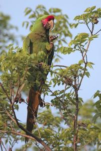 军金刚鹦鹉(图4)