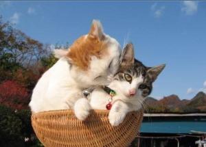 猫婶和猫小叔