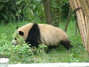九寨沟大熊猫