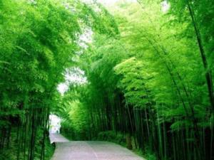 筱竹属