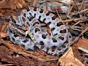 侏儒响尾蛇(Sistrurus miliarius)