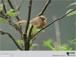 灰冠鸦雀