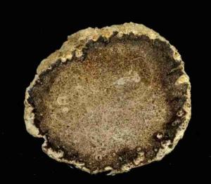 草化玉是一种蕨类植物化石,拉丁学名:tempskya,汉语译名:登普斯基蕨.