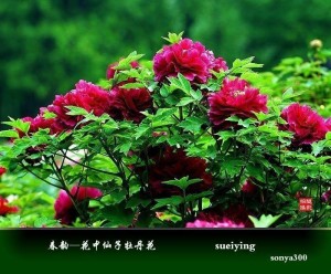 牡丹花