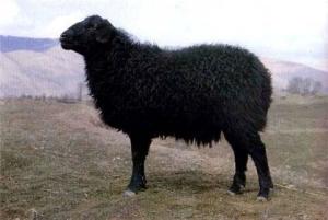 黑紫羔羊 黑紫羔羊