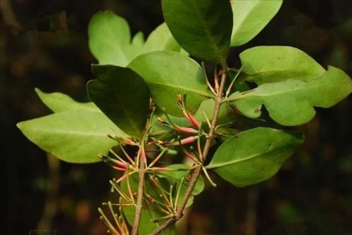 红花寄生 桑寄生科梨果寄生属植物 搜狗百科