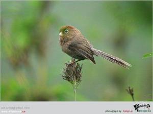 灰冠鸦雀