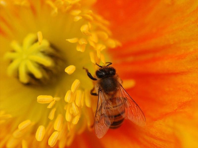 油菜花粉 搜狗百科