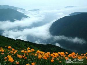 小五台山植物