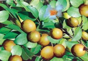 宜潭乡油茶