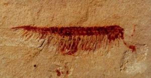 帽天山澄江动物化石