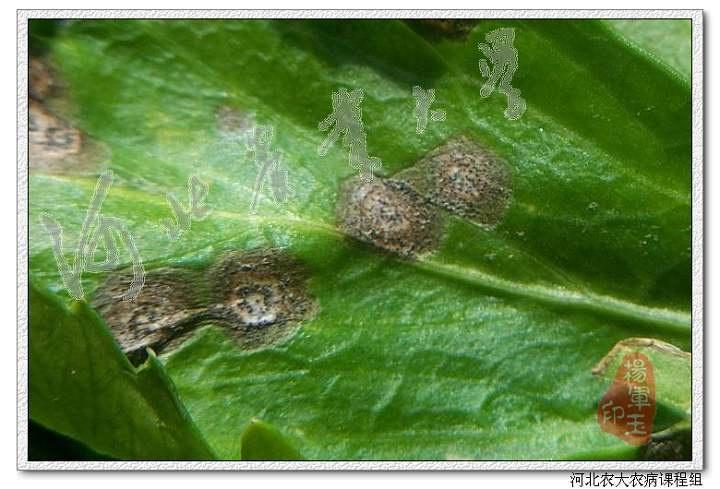 芹菜斑枯病
