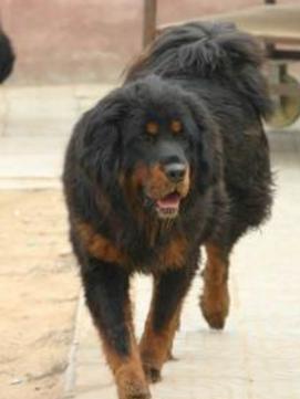 鞑子犬 搜狗百科 鞑子犬 搜狗百科