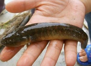 塘鳢属属鰕虎鱼亚目亚目新鳍亚纲亚纲脊索动物亚门亚门动物界界bostry