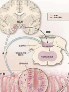组胺