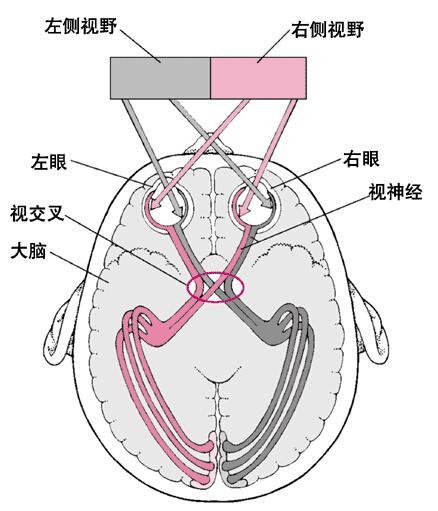 视觉的形成图片