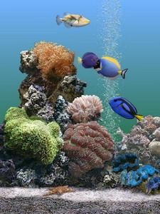 海水鱼