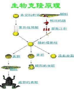 细胞核移植