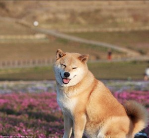 柴犬