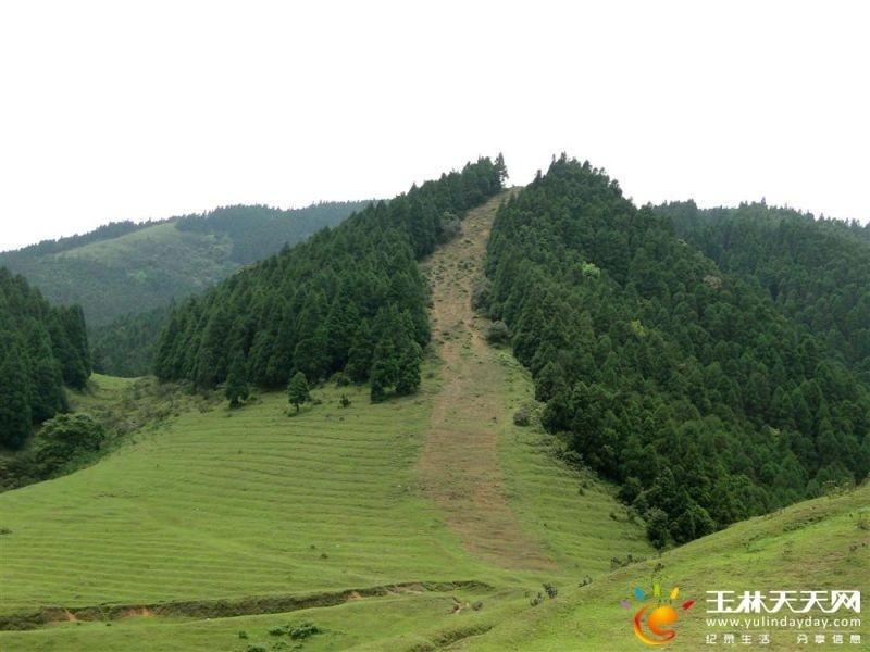 天鹅头高山草甸