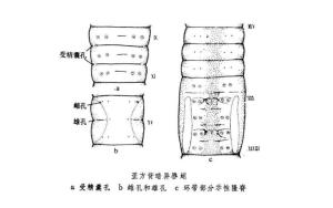 背暗异唇蚓