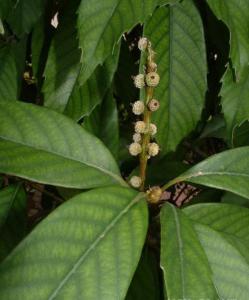 苦槠