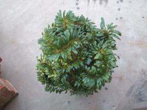 缀化