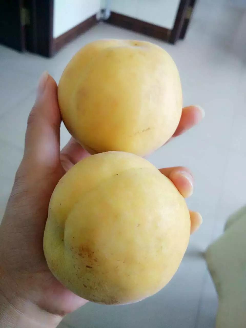白水杏