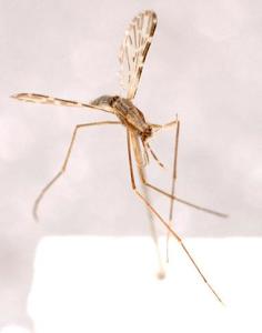 蚊子(吸食类昆虫) - 搜狗百科