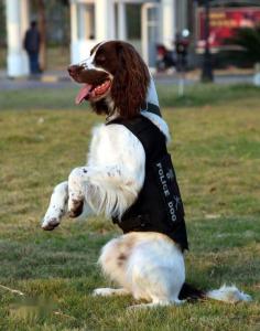 英国跳猎犬