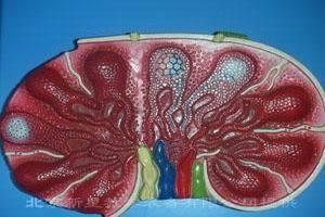 慢性颈淋巴结炎