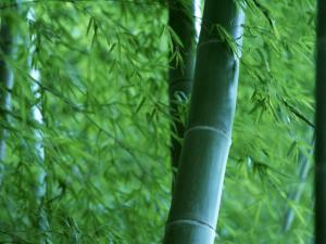 龙头竹