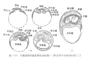 羊膜动物胚胎发育的各个阶段