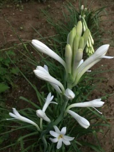 晚香玉 植物夜来香 搜狗百科