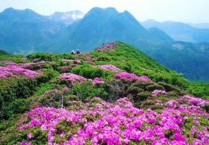 芹山 杜鹃红