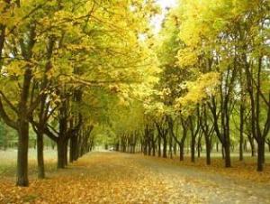 Парк Победы (Горсад)