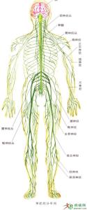 网状神经系统